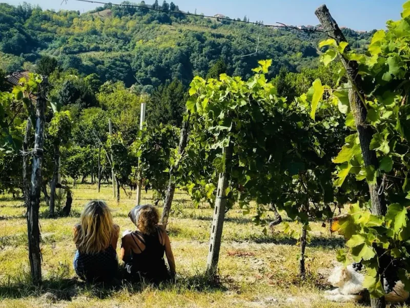 azienda agricola guazzotti vini 10