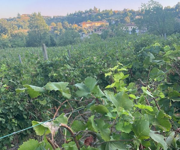 vigne guazzotti
