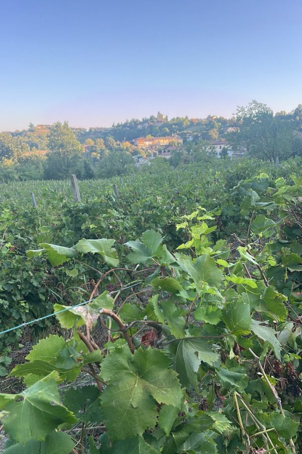 vigne guazzotti